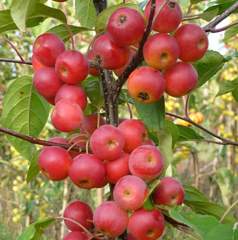 Malus Gorgeous Crab Apple