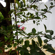 Malus x moerlandsi Profusion