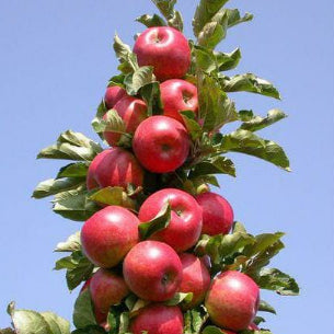 Malus domestica Pom Pink Columnar Apple