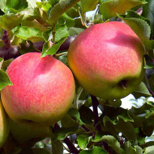 Malus domestica Pom Pink Columnar Apple