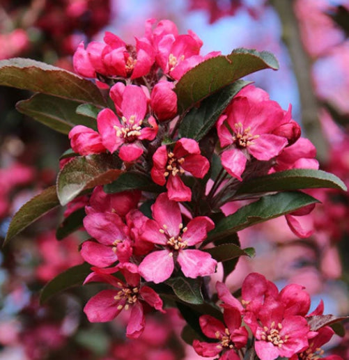 Malus PBR Raspberry Spear Crab Apple