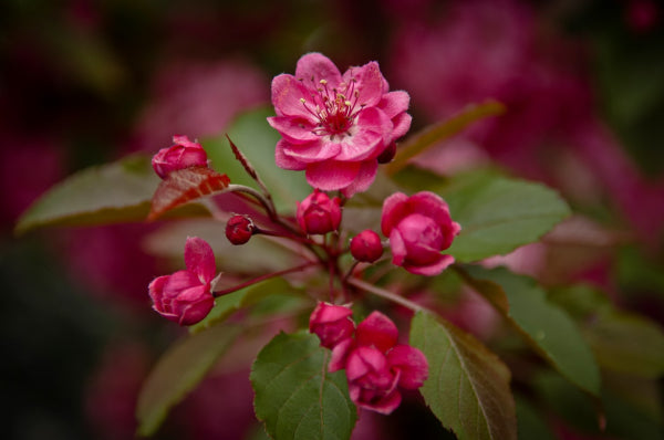 Malus yunnanensis 'Wychwood Ruby' Crab Apple