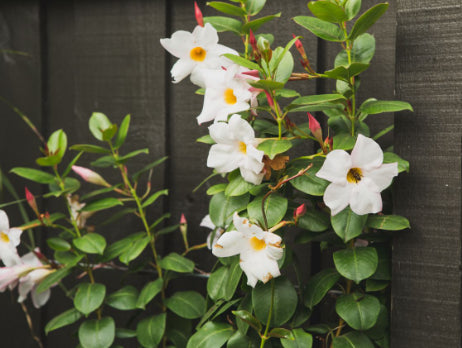 Mandevilla Aloha Bright White
