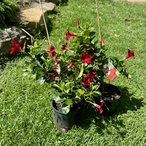 Mandevilla Aloha Dark Red