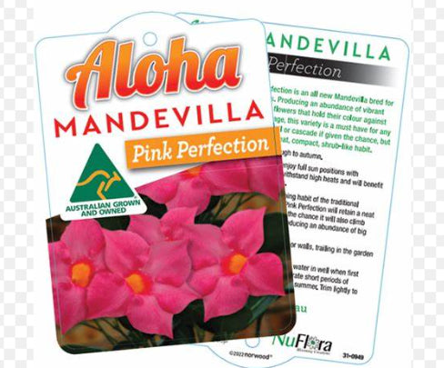 Mandevilla Aloha Pink Perfection