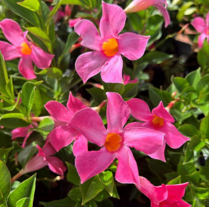 Mandevilla Aloha Pink Perfection