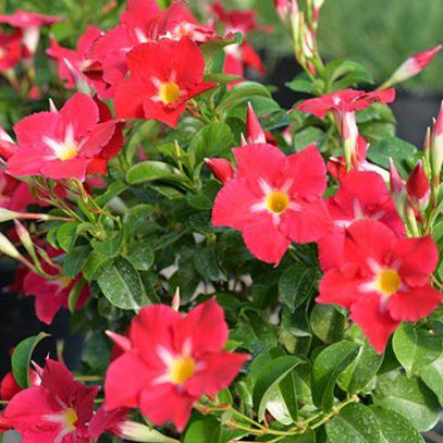 Mandevilla Aloha Pink Star
