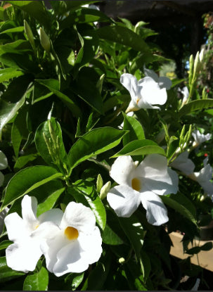 Mandevilla Aloha White