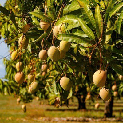 Bowen Mango Tree