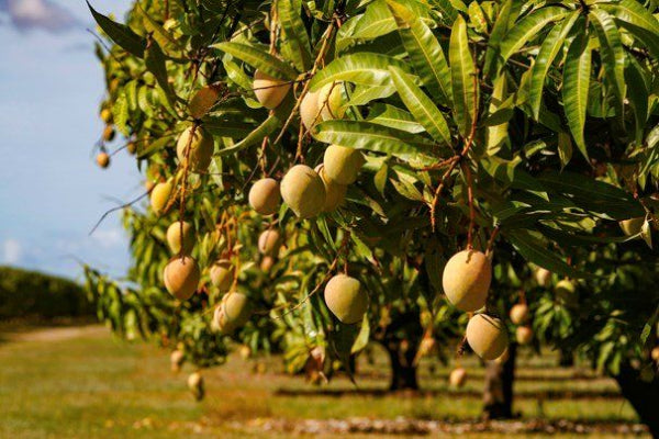 Kensington Pride Mango Tree