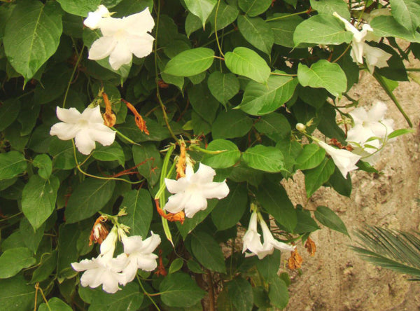Mandevilla laxa