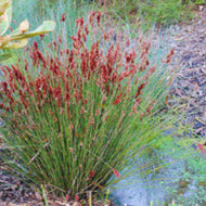 Meeboldina denmarkica Fiddlesticks