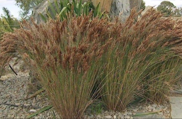 Meeboldina scariosa Velvet Rush