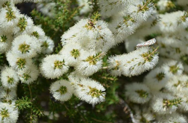 Melaleuca armillaris