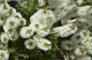 Melaleuca armillaris