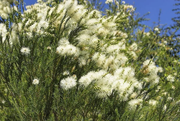 Melaleuca armillaris