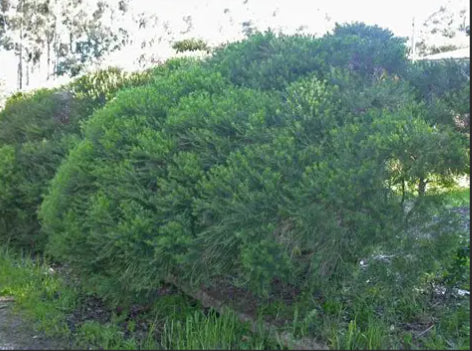 Melaleuca armillaris Green Globe