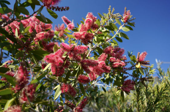 Melaleuca Candy Sparkles