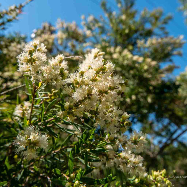 Melaleuca linarifolia