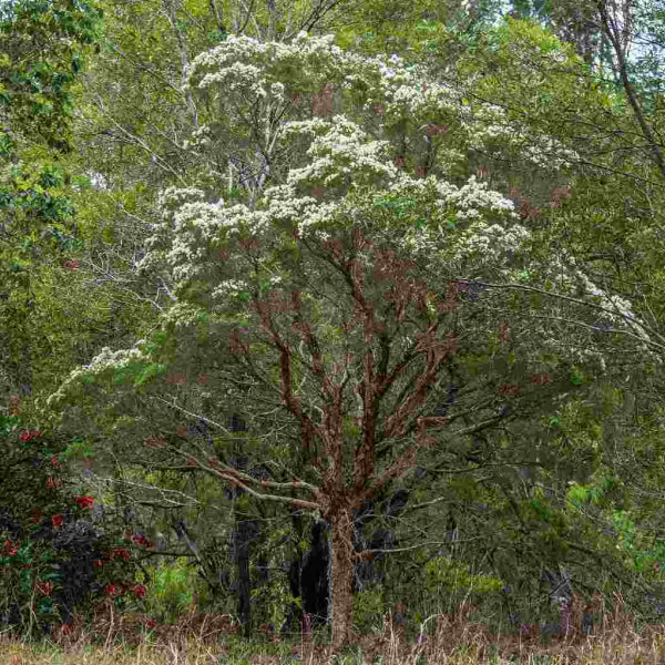 Melaleuca linarifolia