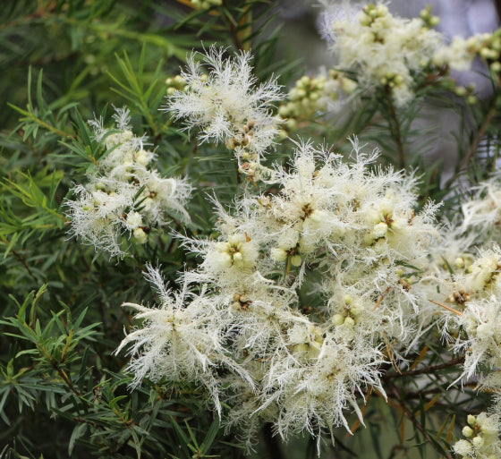 Melaleuca linariifolia Sea Foam