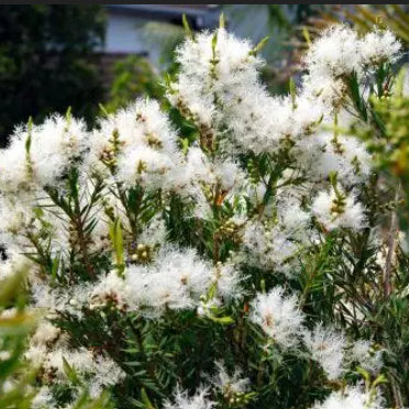 Melaleuca linarifolia Snowfire