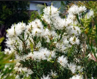 Melaleuca linarifolia Snowfire