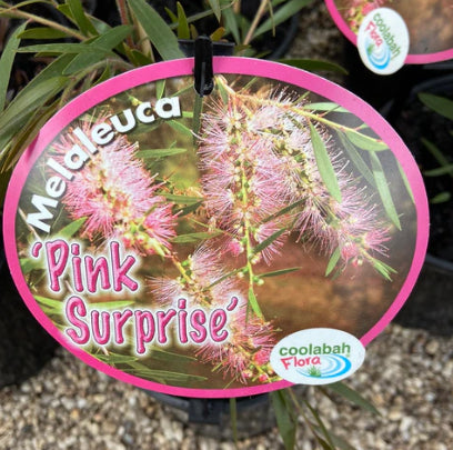 Melaleuca Pink Surprise