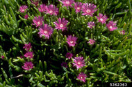 Mesembryanthemum Dwarf Mauve