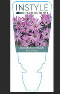 Mesembryanthemum spp. Dwarf Pink