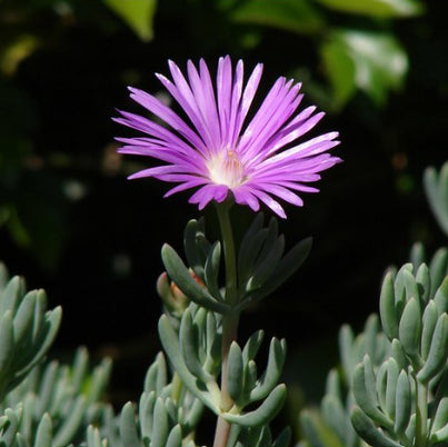 Mesembryanthemum spp. Purple