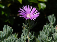 Mesembryanthemum spp. Purple