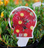 Mesembryanthemum spp. Red