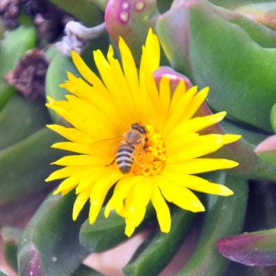 Mesembryanthemum spp. Yellow