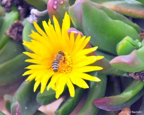 Mesembryanthemum spp. Yellow