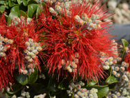 Metrosideros Crimson Glory