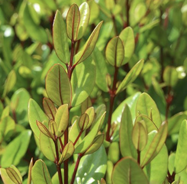 Metrosideros excelsa Dwarf Mini Xmas