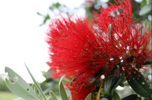 Load image into Gallery viewer, Metrosideros excelsa Vibrance

