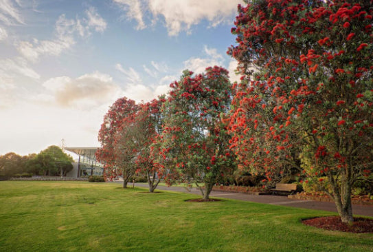 Metrosideros excelsa Vibrance