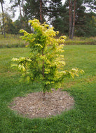 Metasequoia glyptostroboides Dawn Redwood