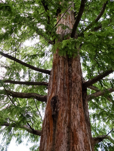 Metasequoia glyptostroboides Dawn Redwood
