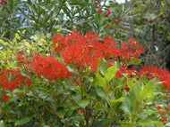 Metrosideros collina Little Dugald PBR