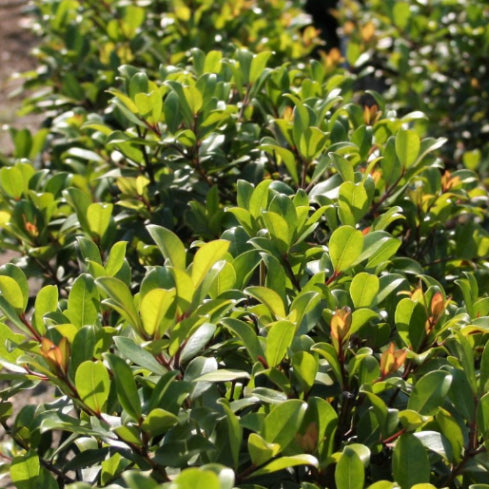 Metrosideros collina Little Ewan PBR