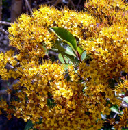 Metrosideros queenslandica Queensland Golden Myrtle
