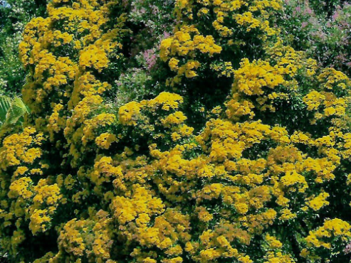 Metrosideros queenslandica Queensland Golden Myrtle