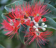 Metrosideros thomasii New Zealand Christmas Bush