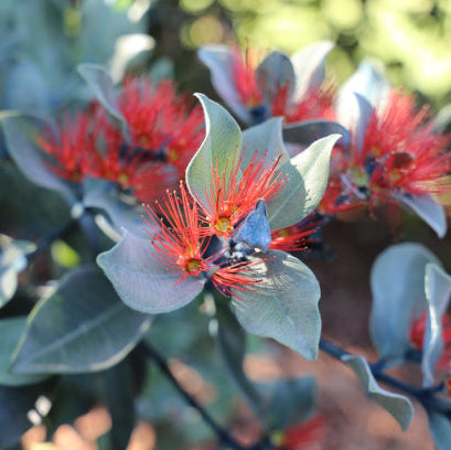 Metrosideros collina PBR Velvet Sky™