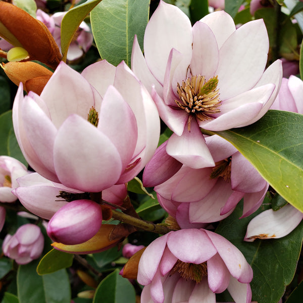 Michelia Fairy Blush ( syn. Magnolia Fairy Blush)