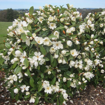 Magnolia Fairy Cream