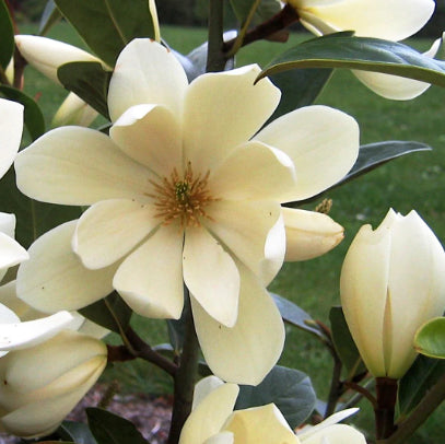 Magnolia Fairy Cream